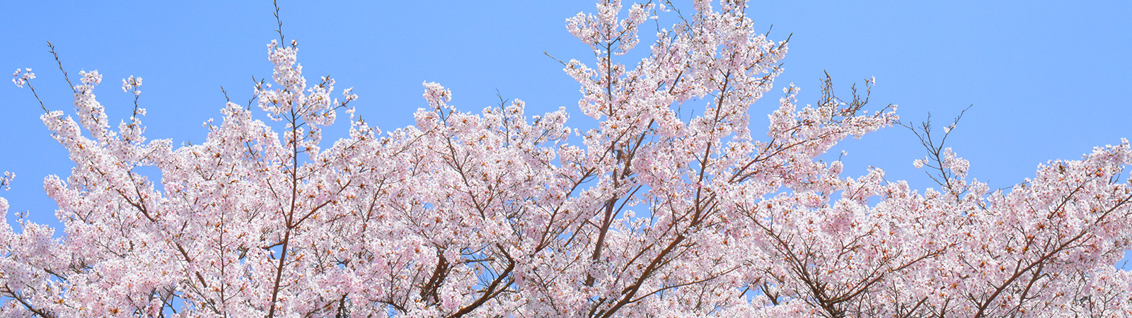 施設周辺の春景色。満開の桜の木が青空に映える季節風景。